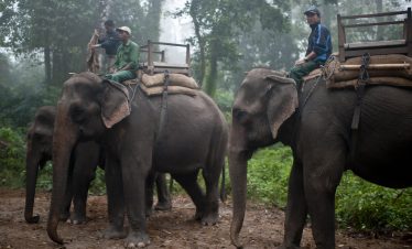 Chitwan National Park Safari